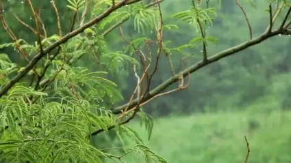 Rain