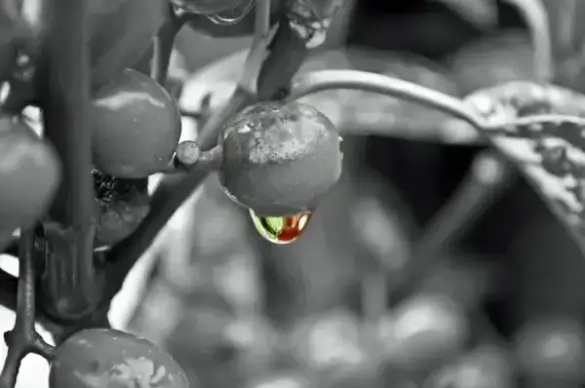 raindrop