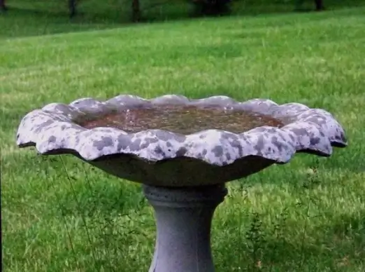 raindrops in the birdbath