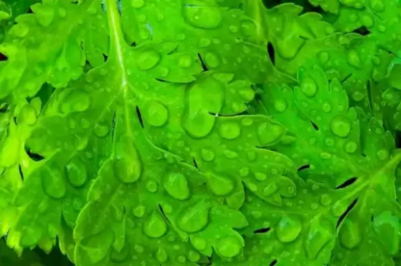 raindrops on the leaves