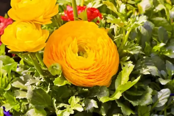 ranunculus flowers garden picture blooming closeup