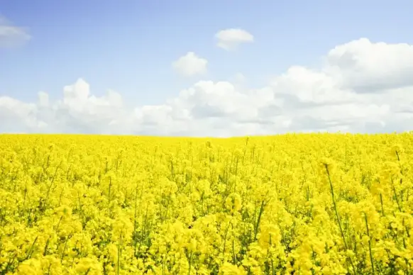 rapeseeds field picture elegant bright