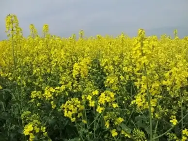 rapsfeld oilseed rape may