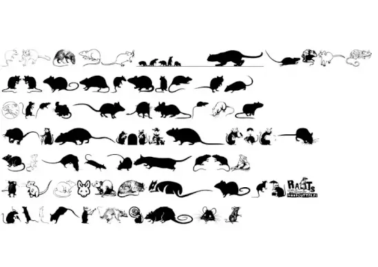 Rats