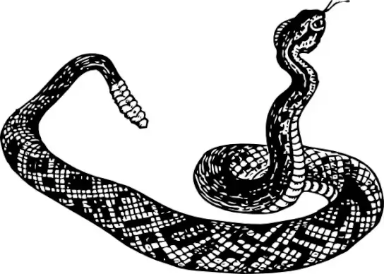 Rattle Snake clip art