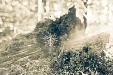 ray of light nature mini space