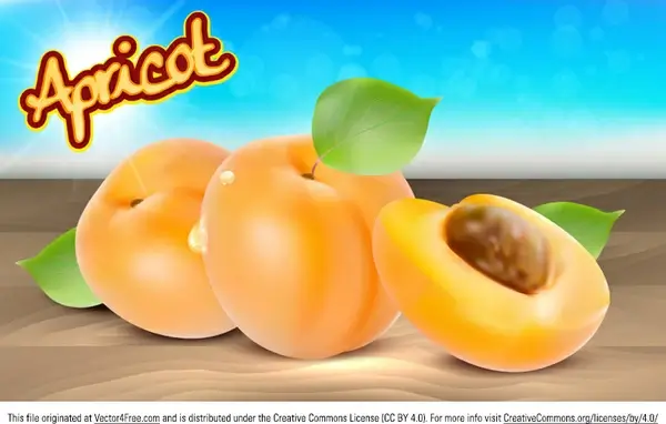 realistic apricot vector
