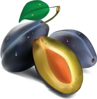 realistic fruit 02 vector