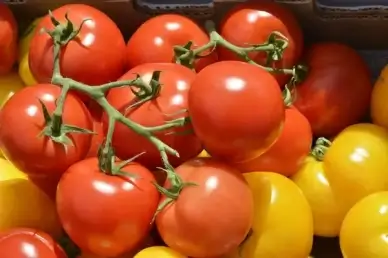 red amp yellow tomatoes