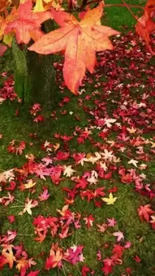 red and orange leaves