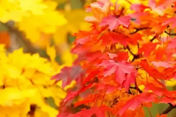 red and yellow autumn leaves