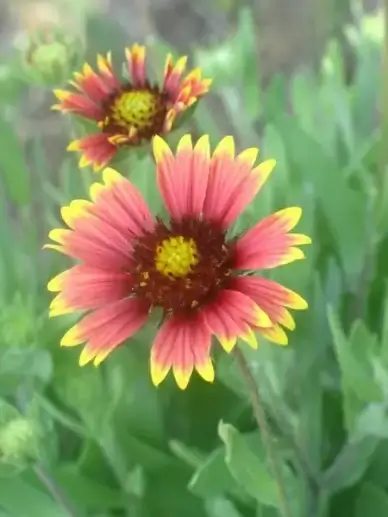 red and yellow flowers beach flowers nature