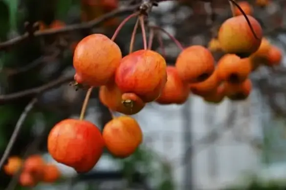 red autumn apples