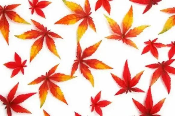 red autumn leaves