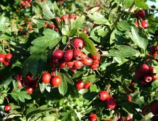 red berries