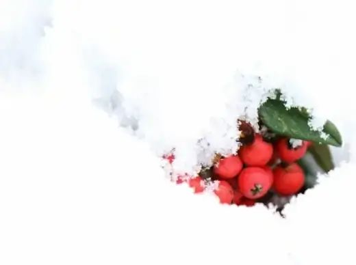 red berries in snow