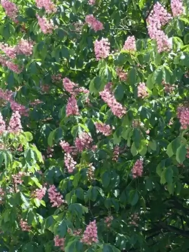 red buckeye chestnut tree tree