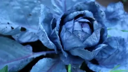 Red cabbage