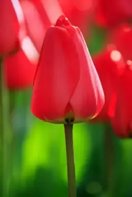 red closed tulip
