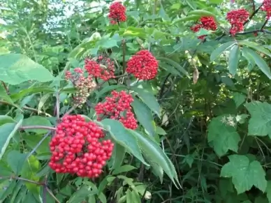 red elderberry rattlesnake ridge