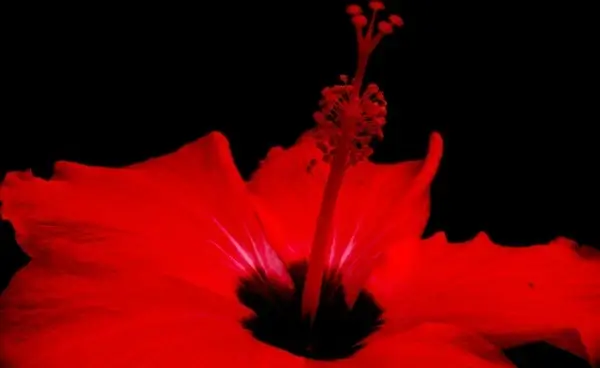 red flower