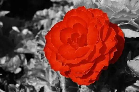 red flower
