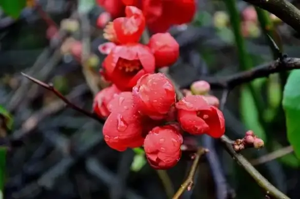 red flower buds