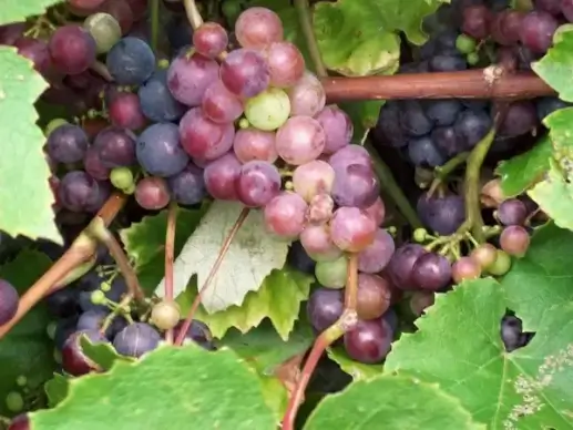 red grapes
