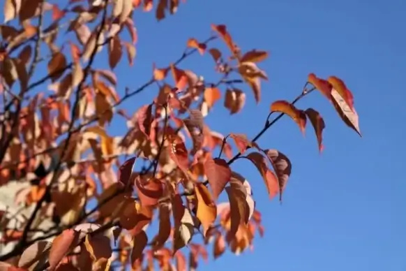 red leaves