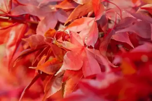 red leaves