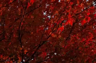 red leaves