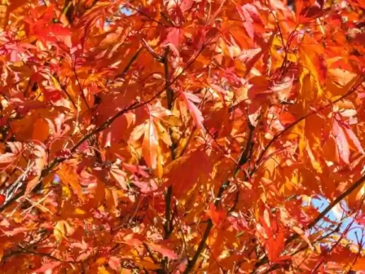 red leaves