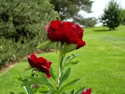red peonies
