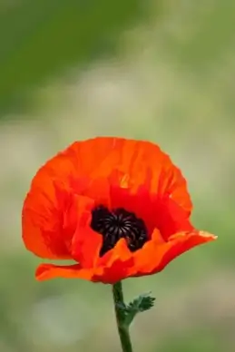 red poppy flower