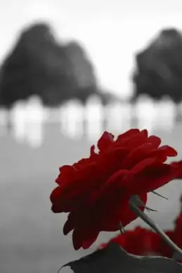red rose