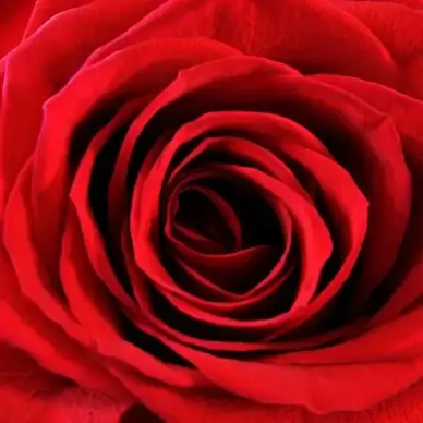 red rose