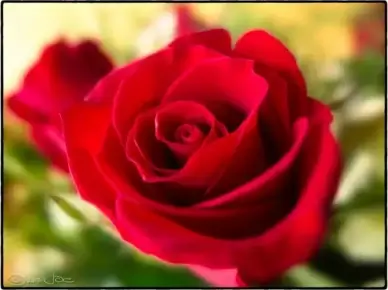 red rose