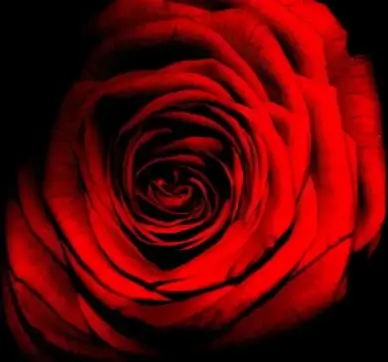 red rose