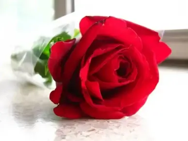 red rose