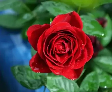 red rose amp raindrops