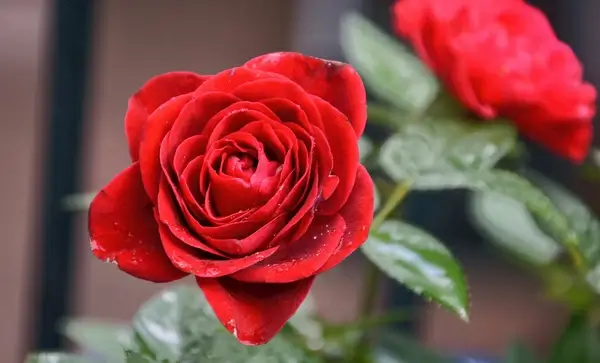 red rose amp raindrops