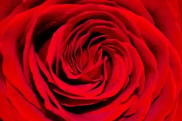red rose background