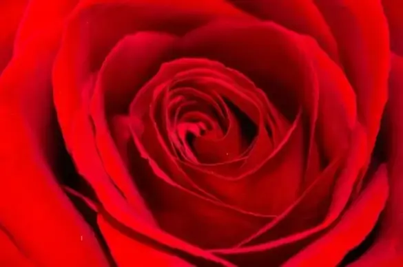 red rose background