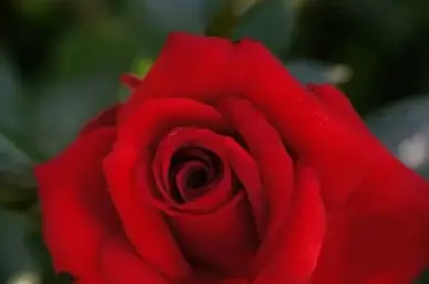 red rose rote rose