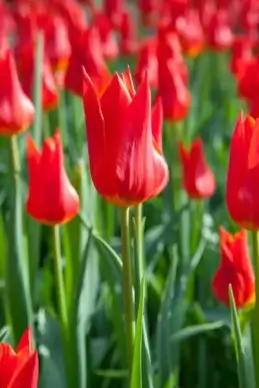 red tulip