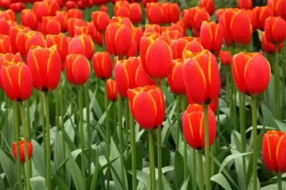 red tulip background