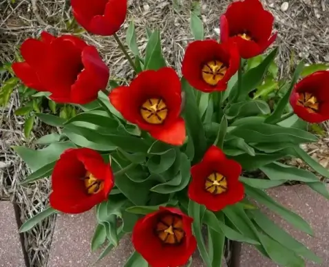 red tulips