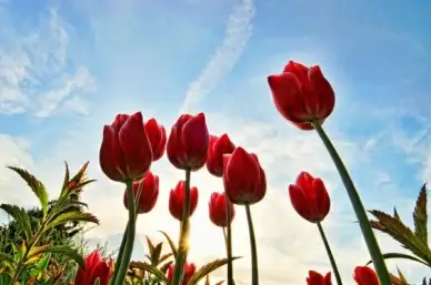 red tulips