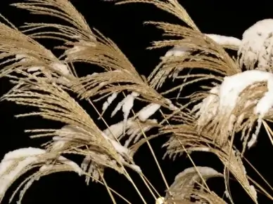 reed grass trockenblume