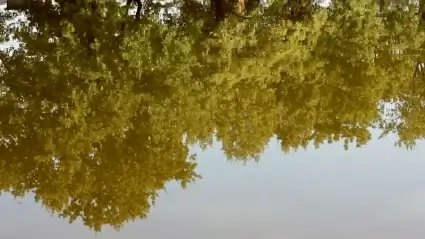 Reflection